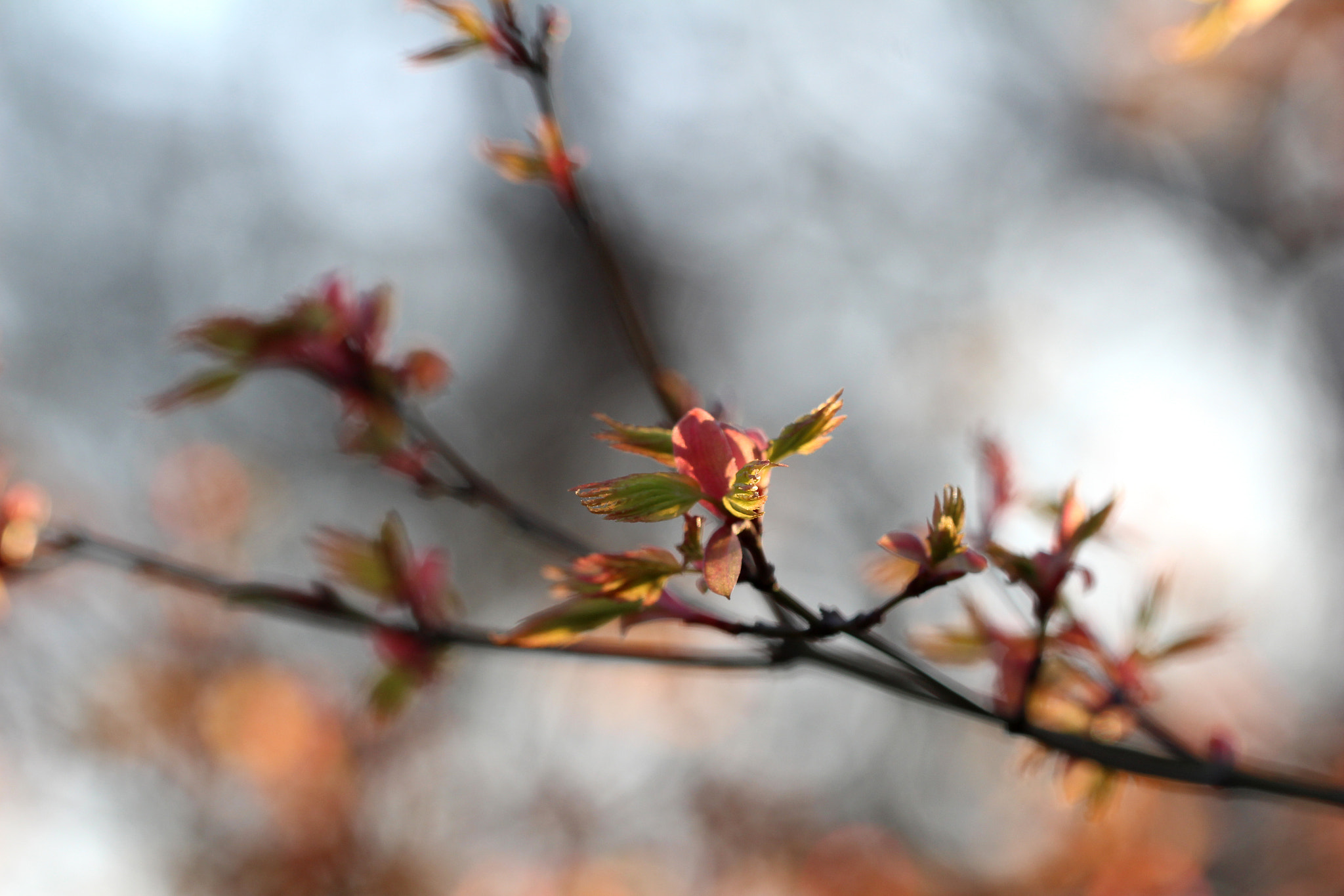 Canon EF 100mm F2.8L Macro IS USM sample photo. Marzo photography