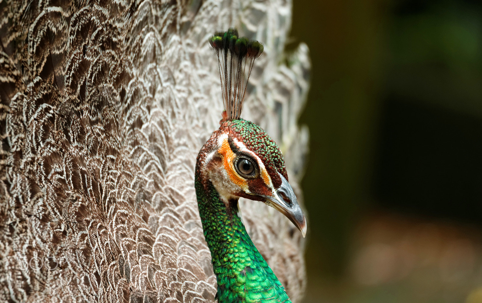 Tamron SP 150-600mm F5-6.3 Di VC USD sample photo. Bird park photography