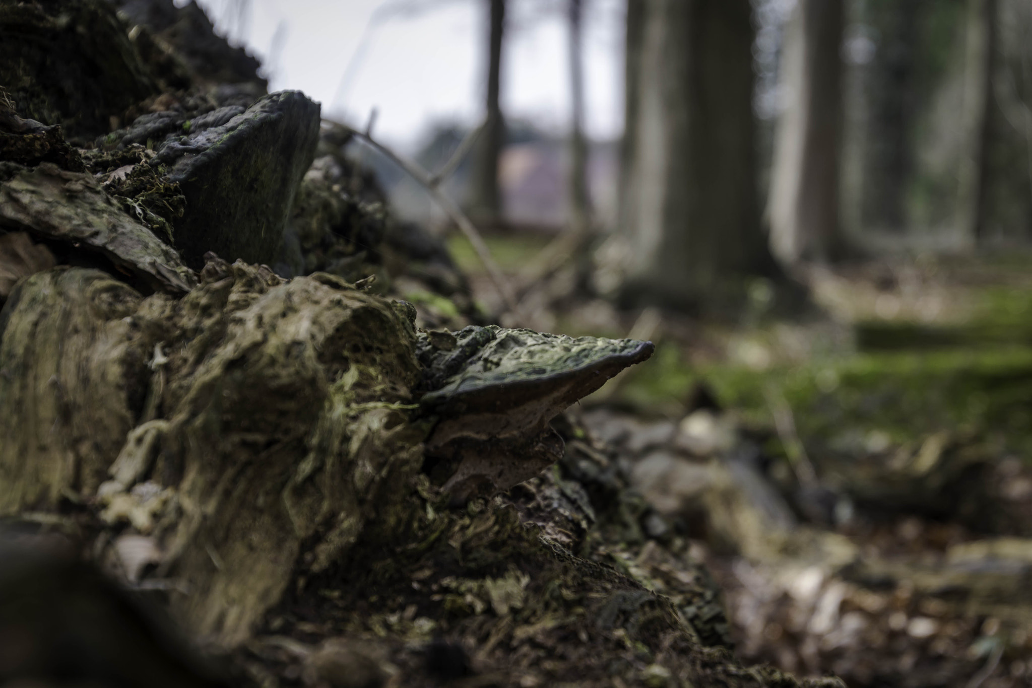 Nikon D7200 sample photo. Zwam  photography