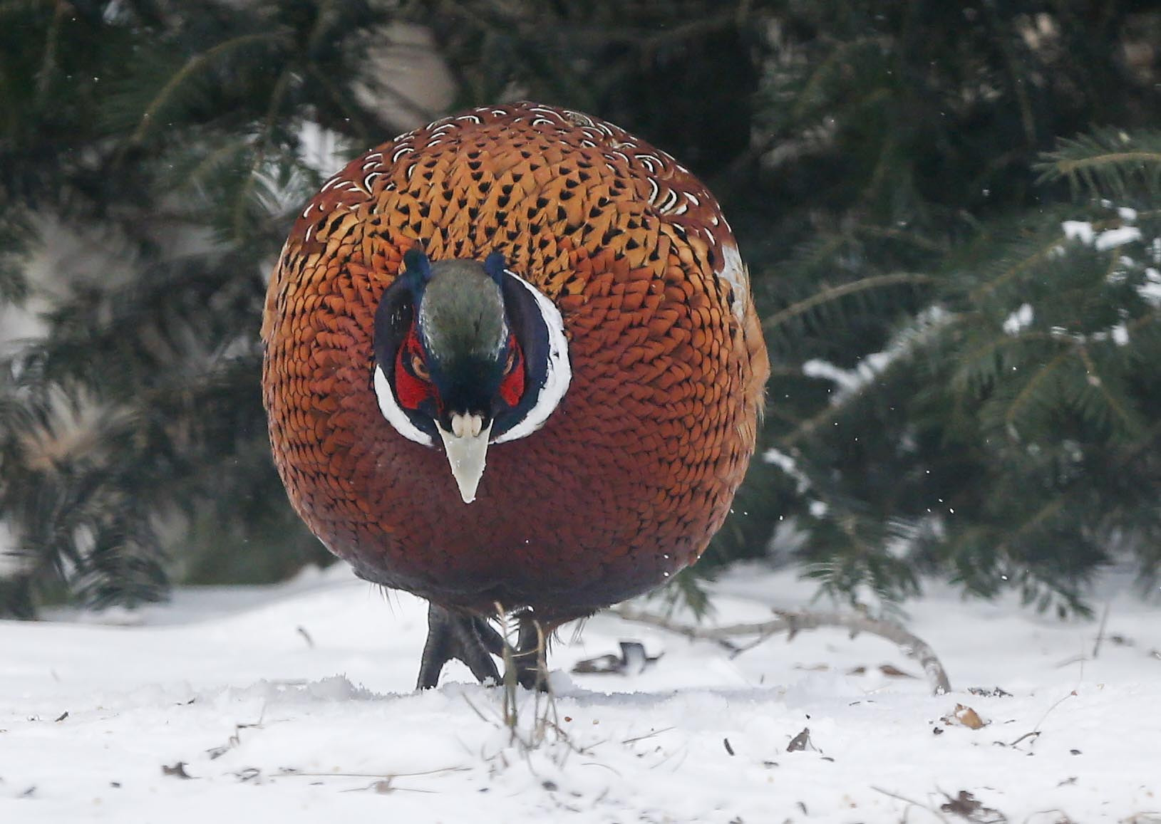 Canon EF 300mm F2.8L IS USM sample photo. Mating pair photography