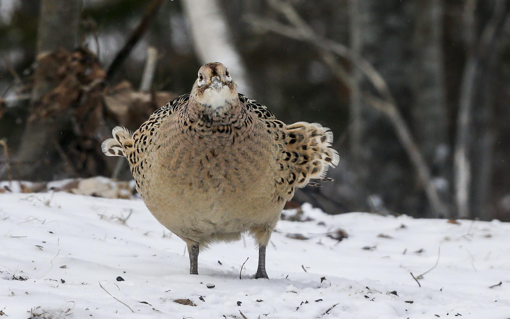 Canon EOS-1D X + Canon EF 300mm F2.8L IS USM sample photo. Mating pair photography