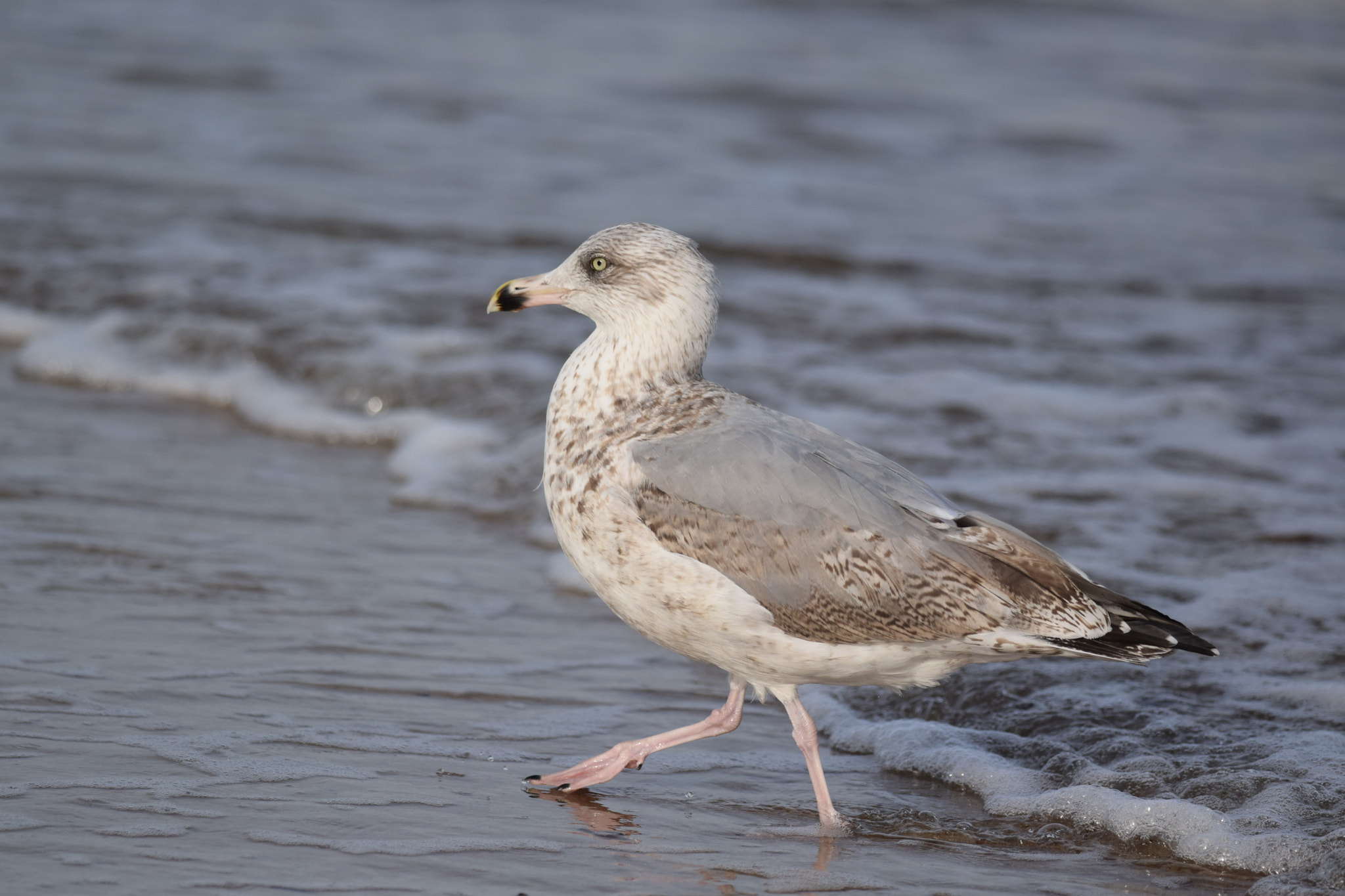 Nikon D5300 + Nikon AF-S Nikkor 300mm F4D ED-IF sample photo. Common gull. photography