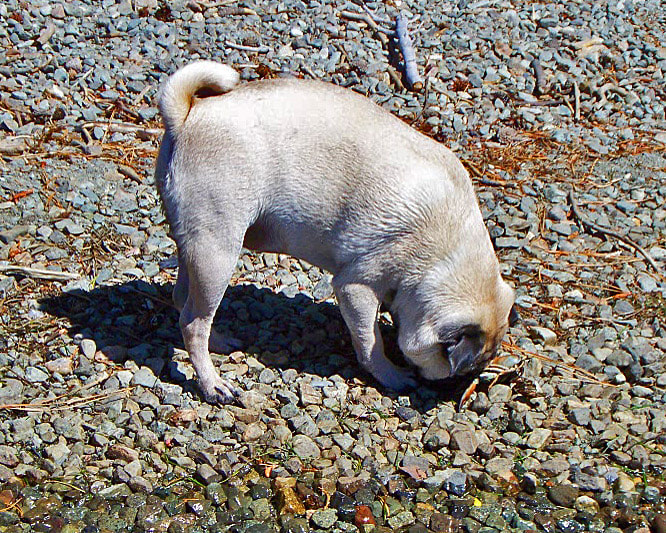 Kodak Z1275 ZOOM DIGITAL CAMERA sample photo. Pug and crawdad (crayfish) photography