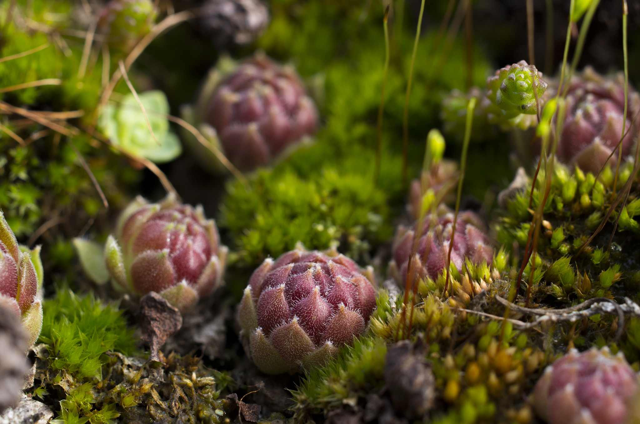 Pentax smc DA 35mm F2.8 Macro Limited sample photo. Houseleek garden i photography