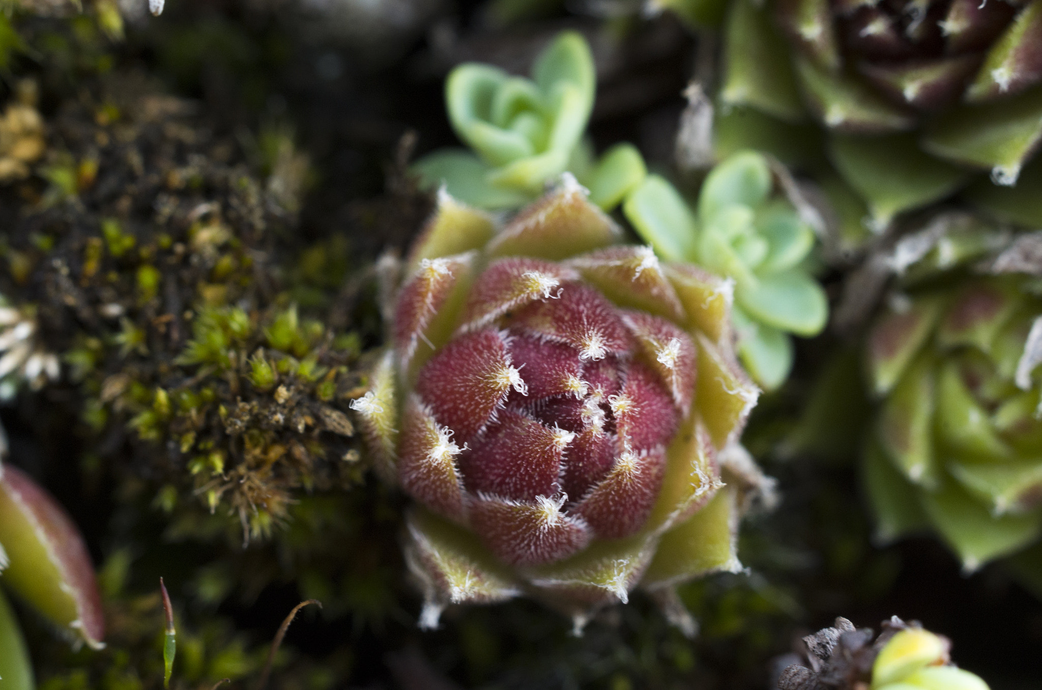 Pentax smc DA 35mm F2.8 Macro Limited sample photo. Houseleek: top-down photography