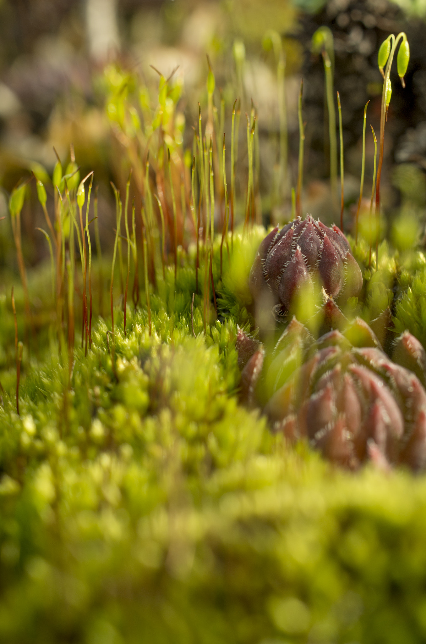 Pentax smc DA 35mm F2.8 Macro Limited sample photo. Moss hill photography