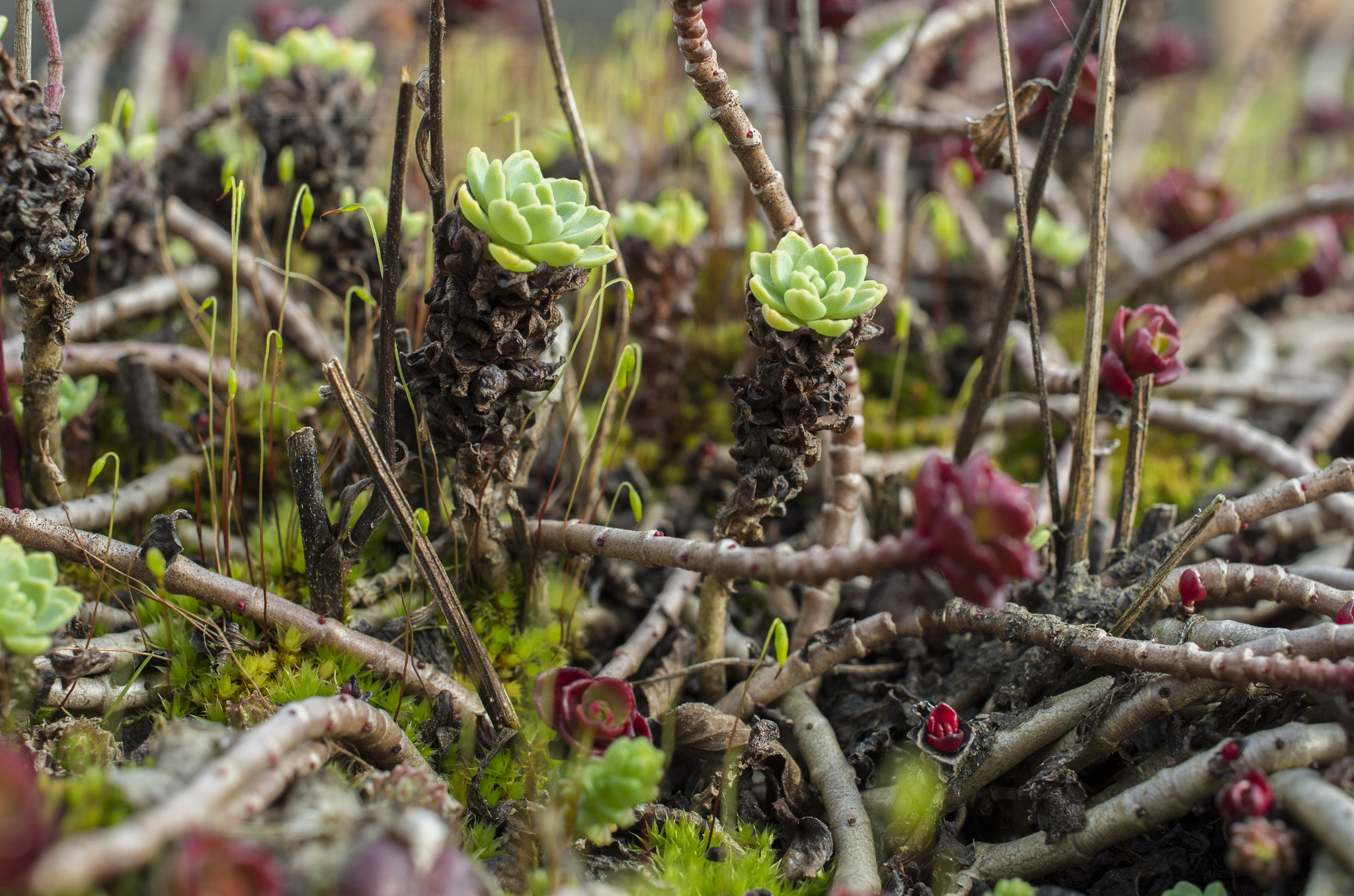 Pentax smc DA 35mm F2.8 Macro Limited sample photo. Crazy houseleek jungle photography