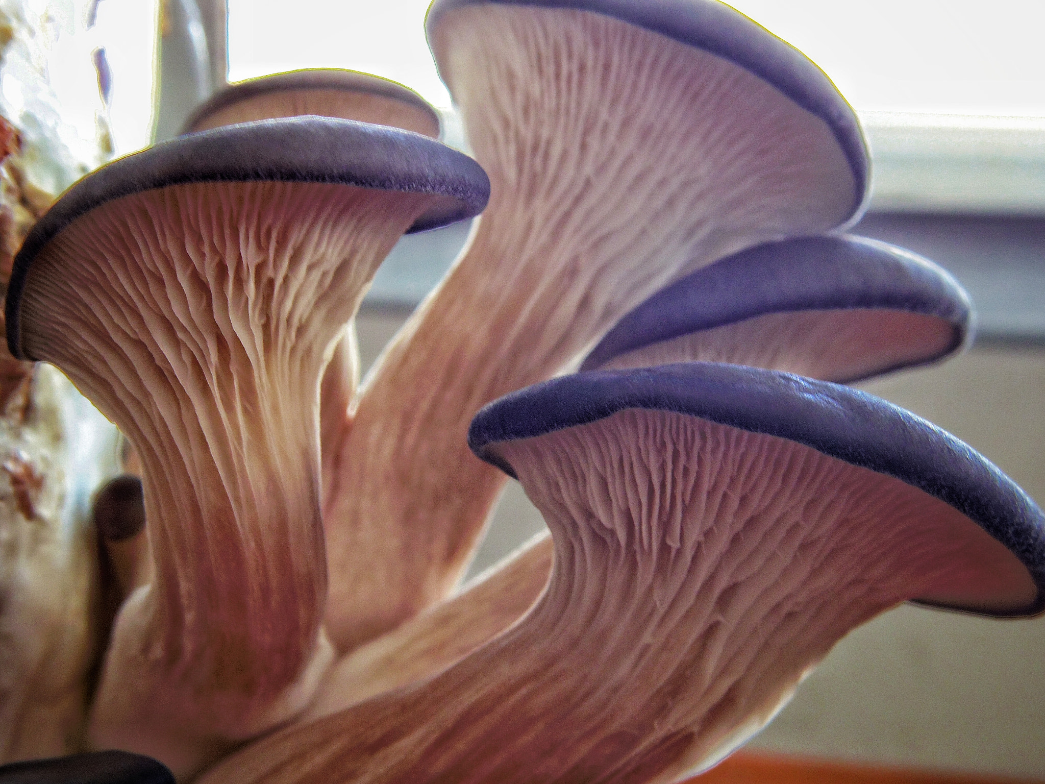 Pentax Q + Pentax 01 Standard Prime sample photo. Home-grown pearl oyster mushrooms photography