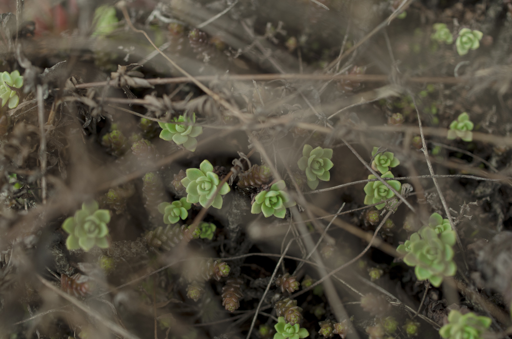 Pentax smc DA 35mm F2.8 Macro Limited sample photo. Below the twigs photography