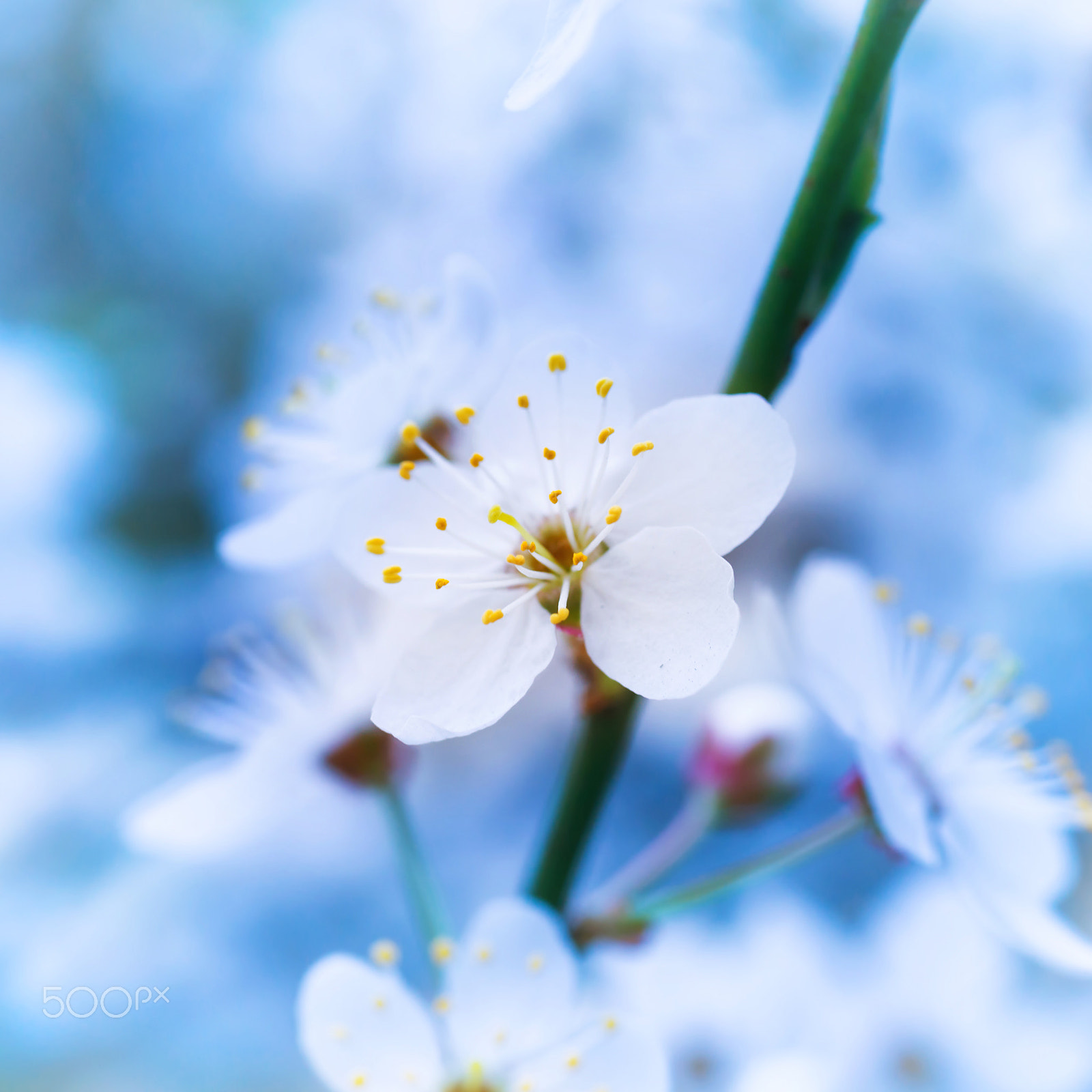 Nikon D800 sample photo. Spring blossoming white spring flowers photography