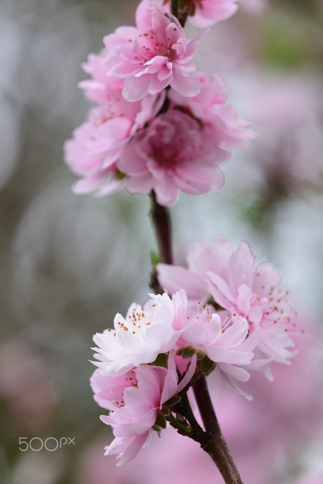 Nikon D810A sample photo. Flower photography