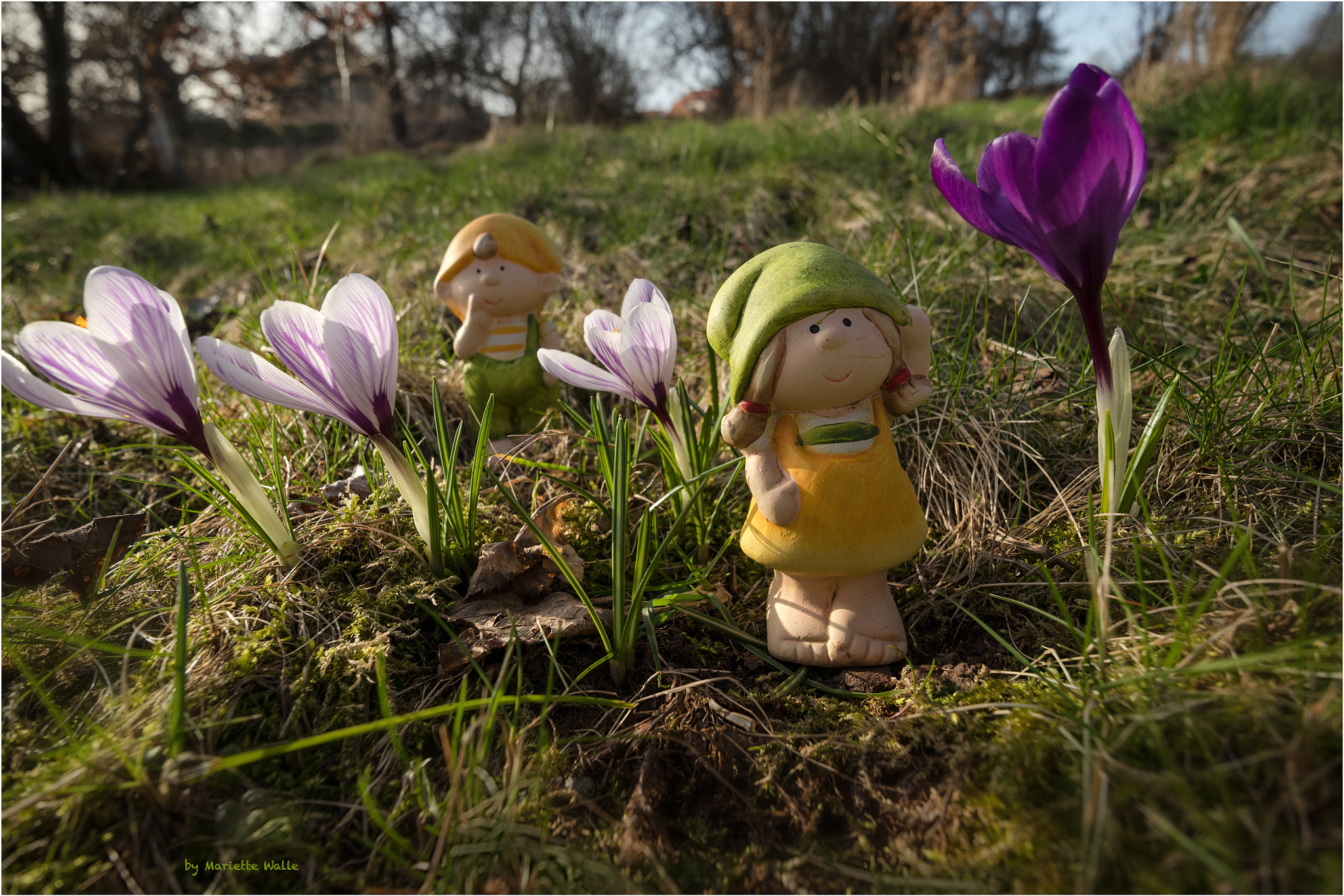 Canon EF-M 11-22mm F4-5.6 IS STM sample photo. Tina and tom and the huge crocus photography