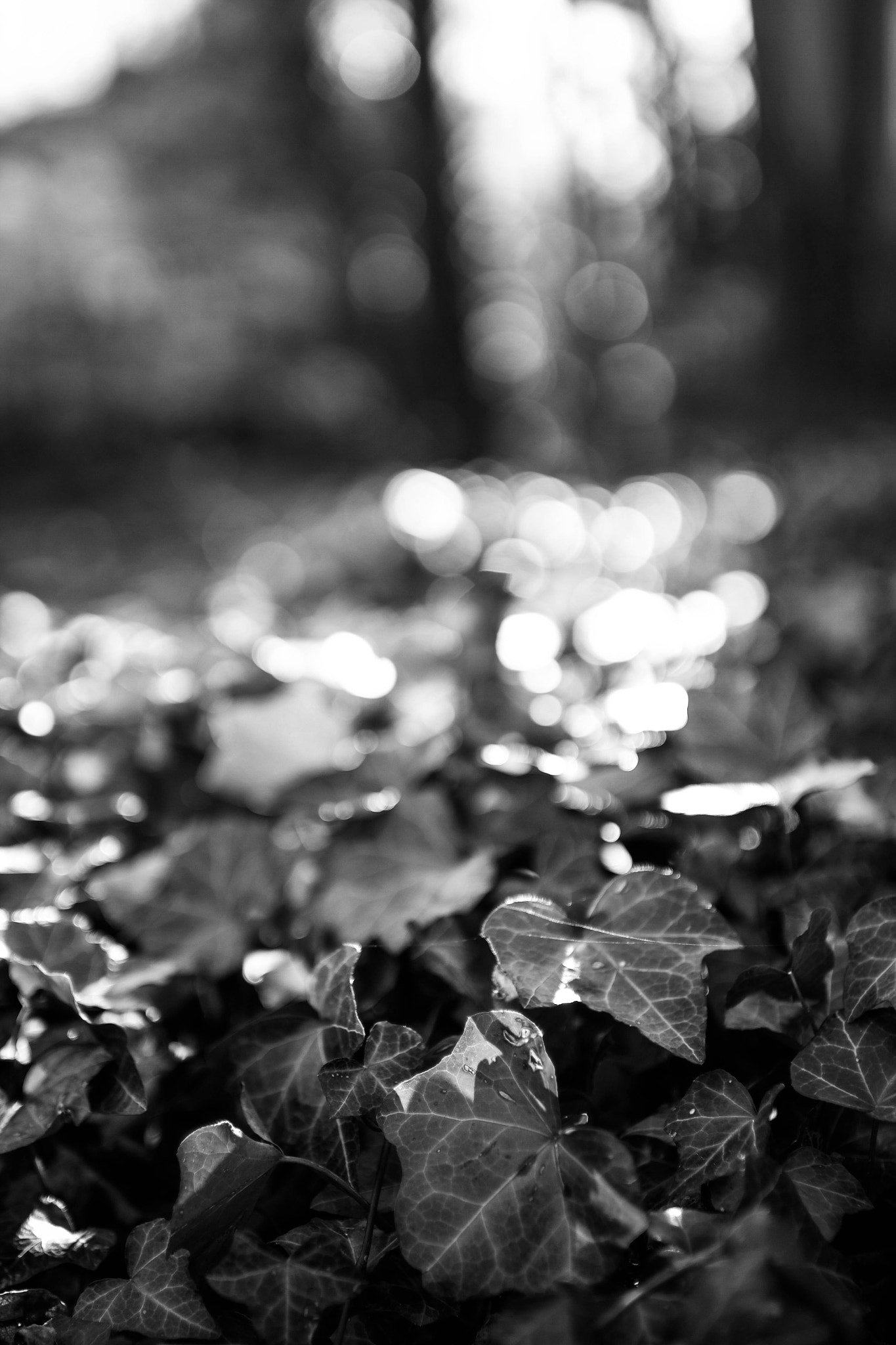 Sigma 30mm F1.4 EX DC HSM sample photo