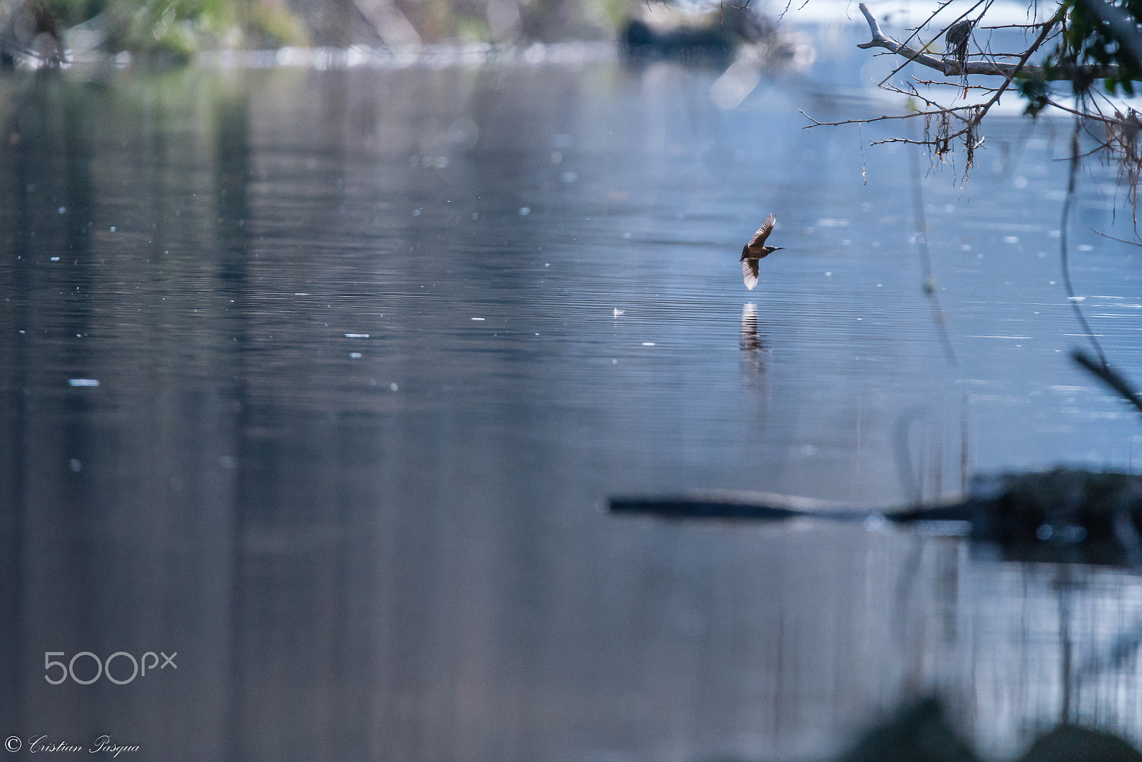 Nikon D810 sample photo. Kingfisher photography