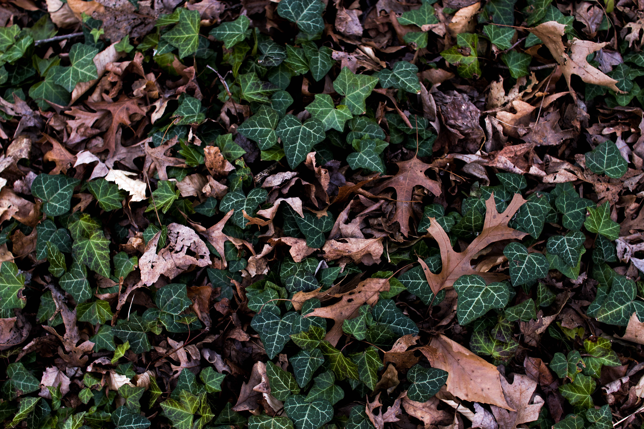 Sigma 30mm F1.4 EX DC HSM sample photo