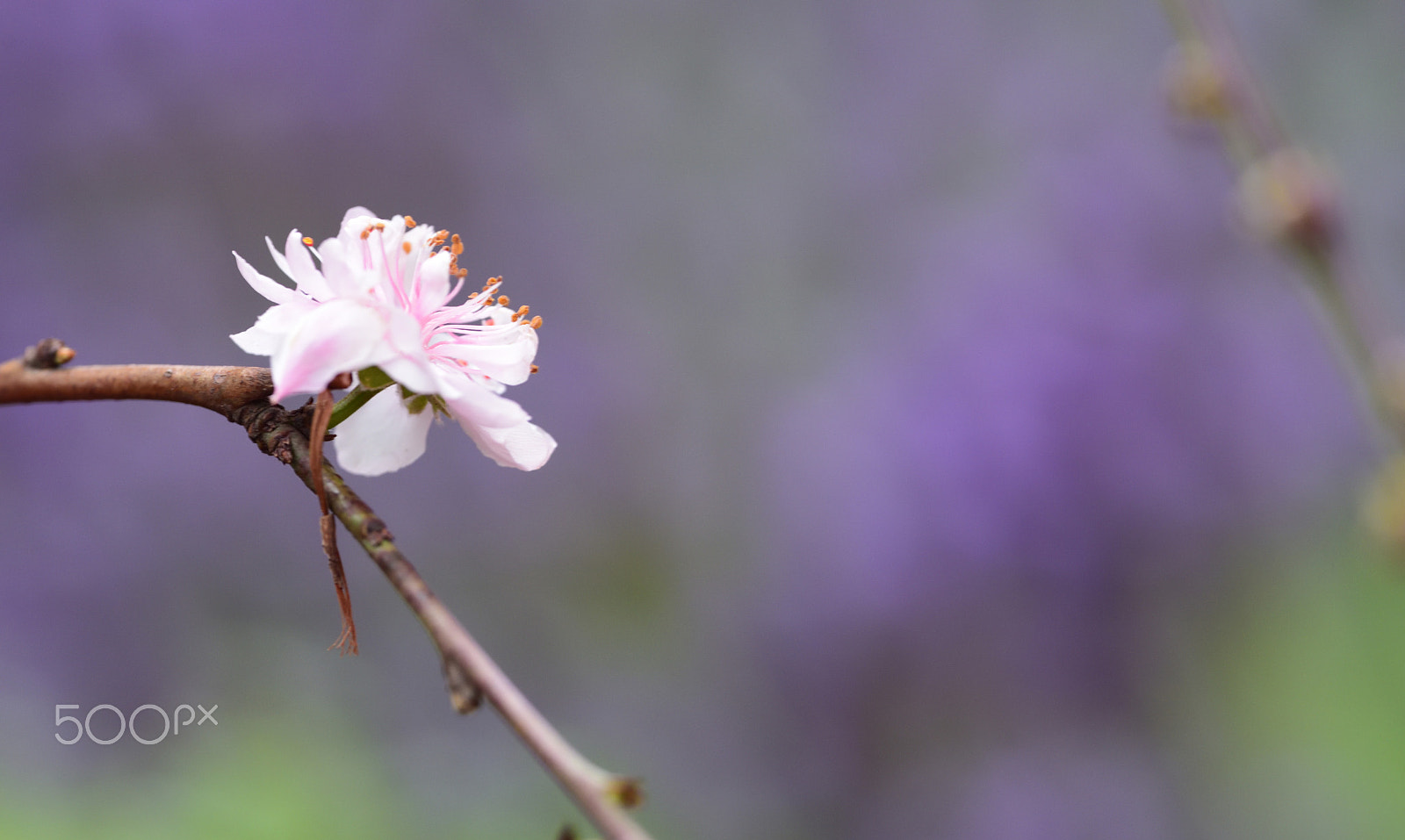 Nikon D810A sample photo. Flower photography