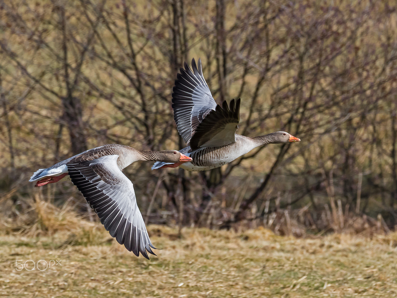 Canon EOS 7D Mark II sample photo. Graugänse im abflug photography