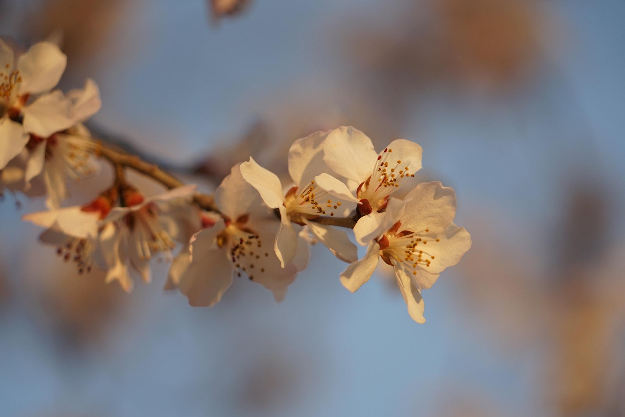 Sony FE 24-240mm F3.5-6.3 OSS sample photo