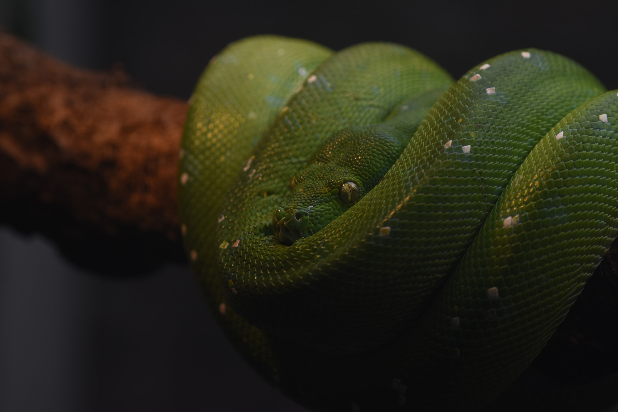 Sigma 105mm F2.8 EX DG OS HSM sample photo. Sleeping snake photography
