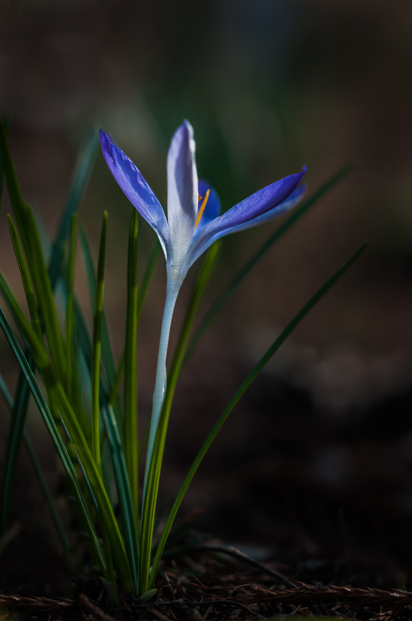 Sigma 105mm F2.8 EX DG OS HSM sample photo. Crocus 2 photography