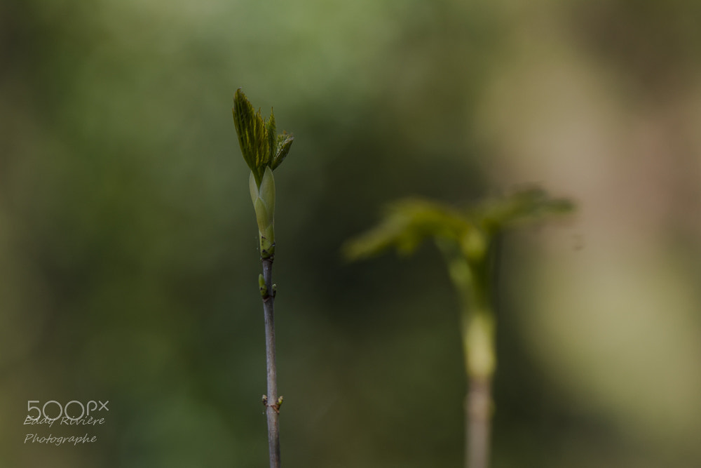Nikon AF-S Nikkor 70-200mm F2.8G ED VR II sample photo