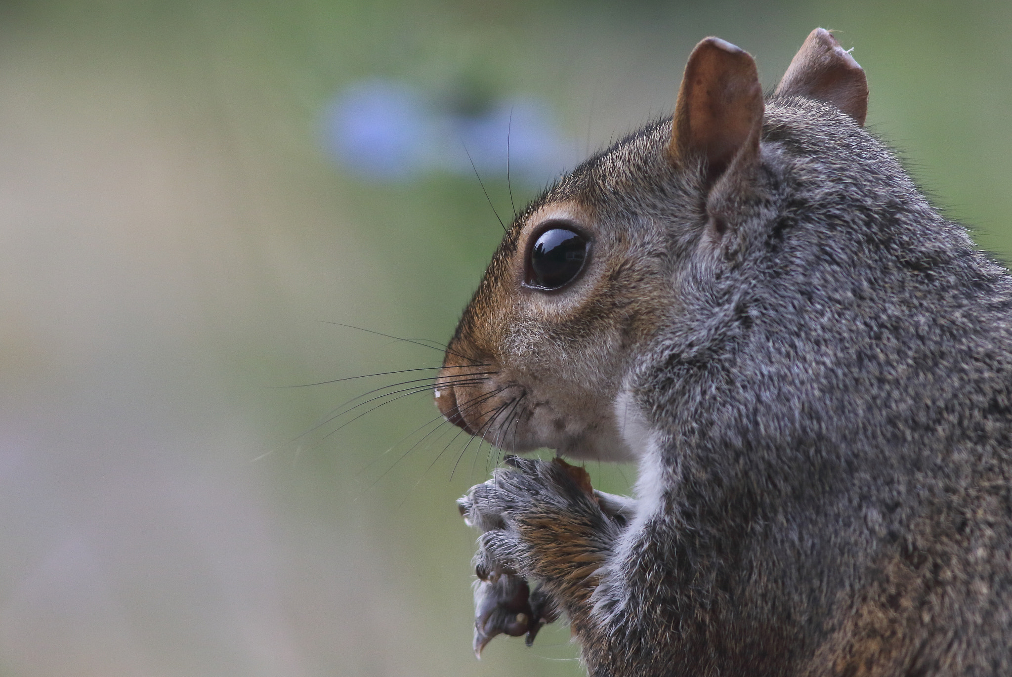 Canon EF 300mm F4L IS USM sample photo. Wild squirrel (england june 2016) photography