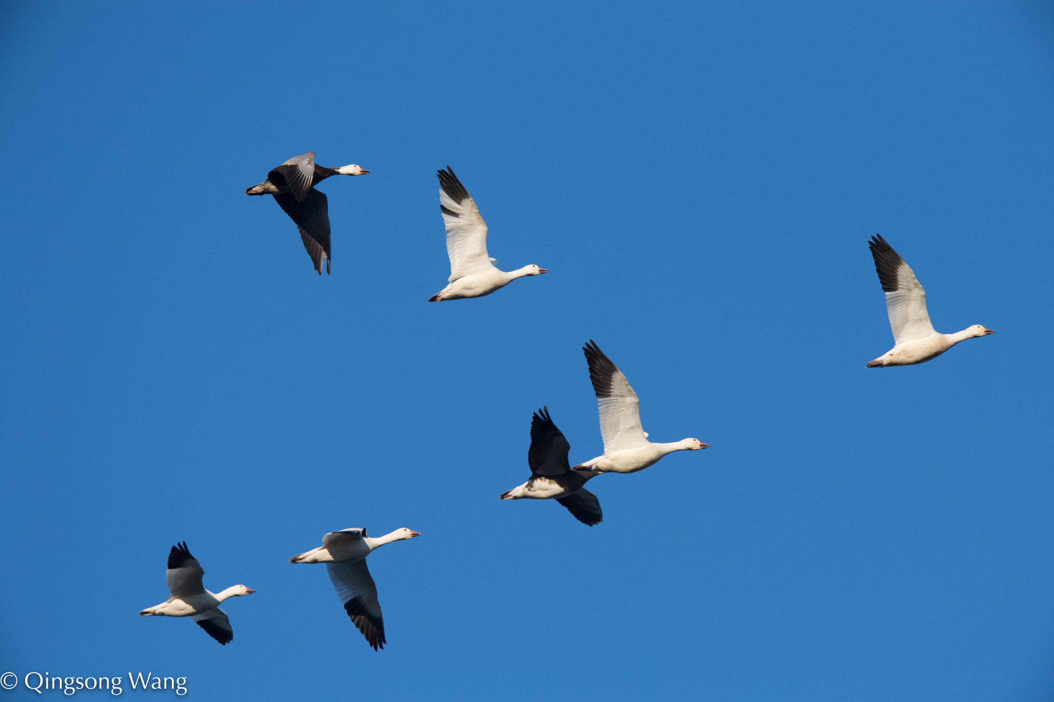 Nikon AF-S Nikkor 600mm F4E FL ED VR sample photo. Kansas, snow goose photography