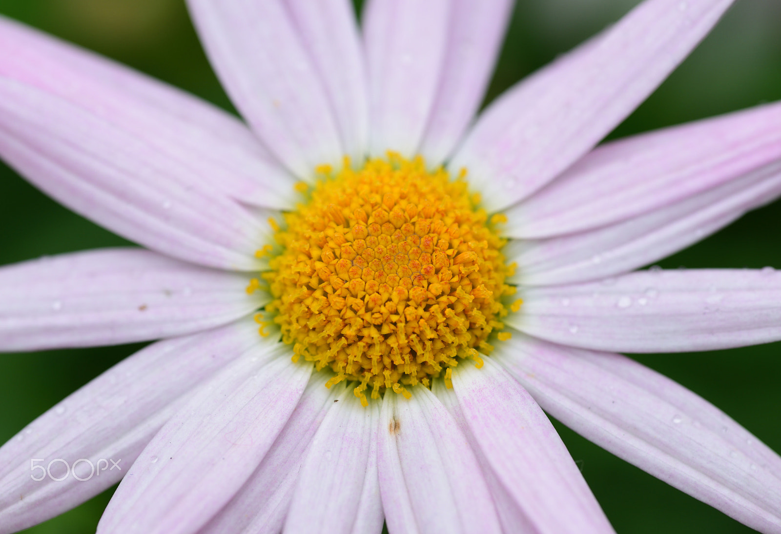 Nikon D810A sample photo. Flower photography