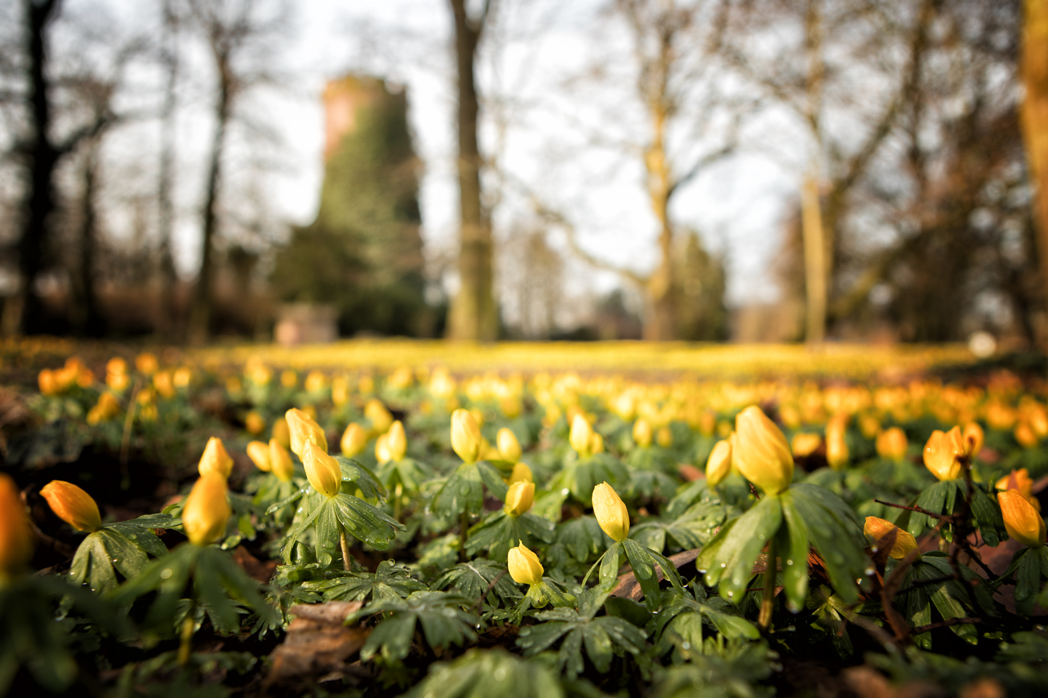 Canon EF 24-70mm F2.8L USM sample photo. Winterlinge auf der veltheimsburg photography