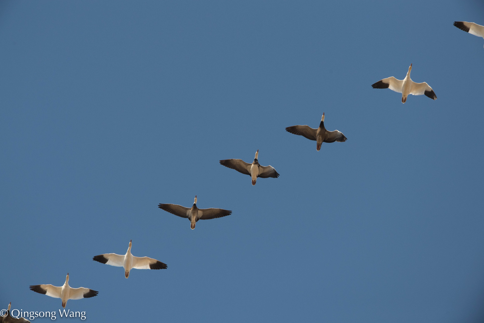 Nikon AF-S Nikkor 600mm F4E FL ED VR sample photo. Kansas, snow goose photography