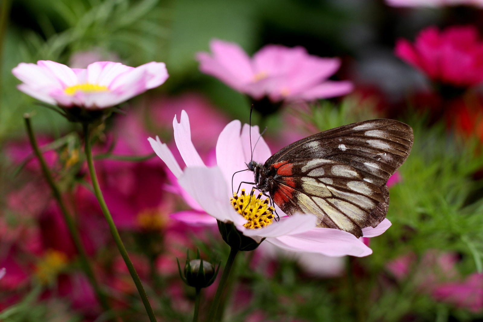 Canon EOS 7D + Tamron SP AF 60mm F2 Di II LD IF Macro sample photo. Butterfly photography