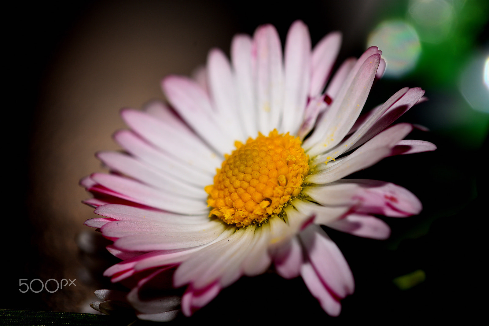 Sigma 105mm F2.8 EX DG OS HSM sample photo. Early sunny weather photography