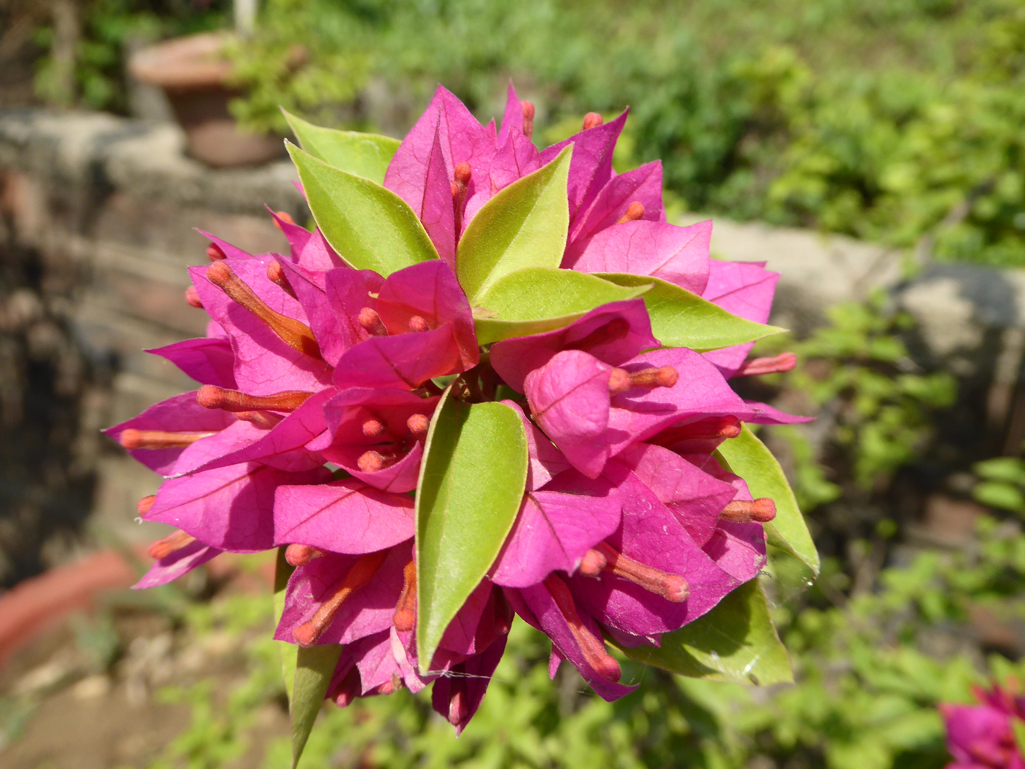 Panasonic Lumix DMC-ZS40 (Lumix DMC-TZ60) sample photo. Flowers photography
