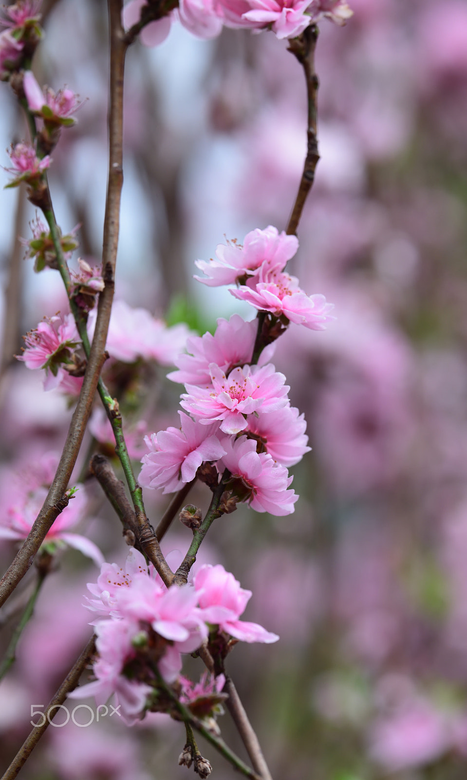 Nikon D810A sample photo. Flower photography