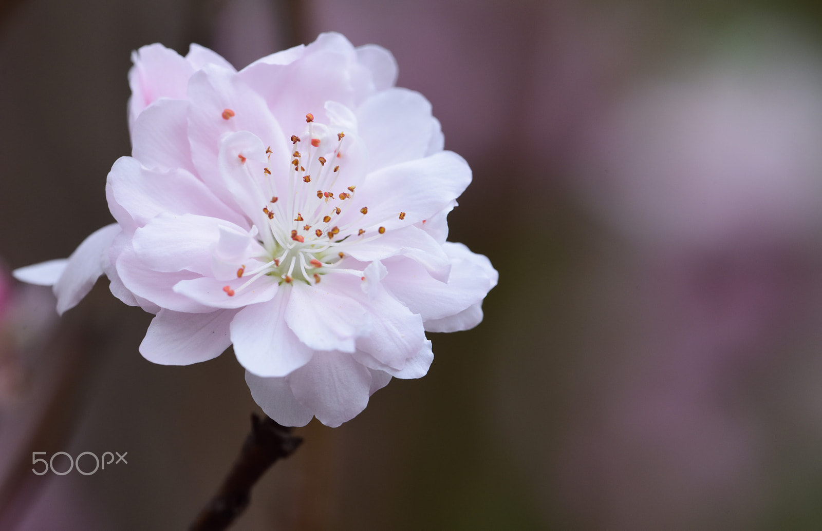 Nikon D810A sample photo. Flower photography