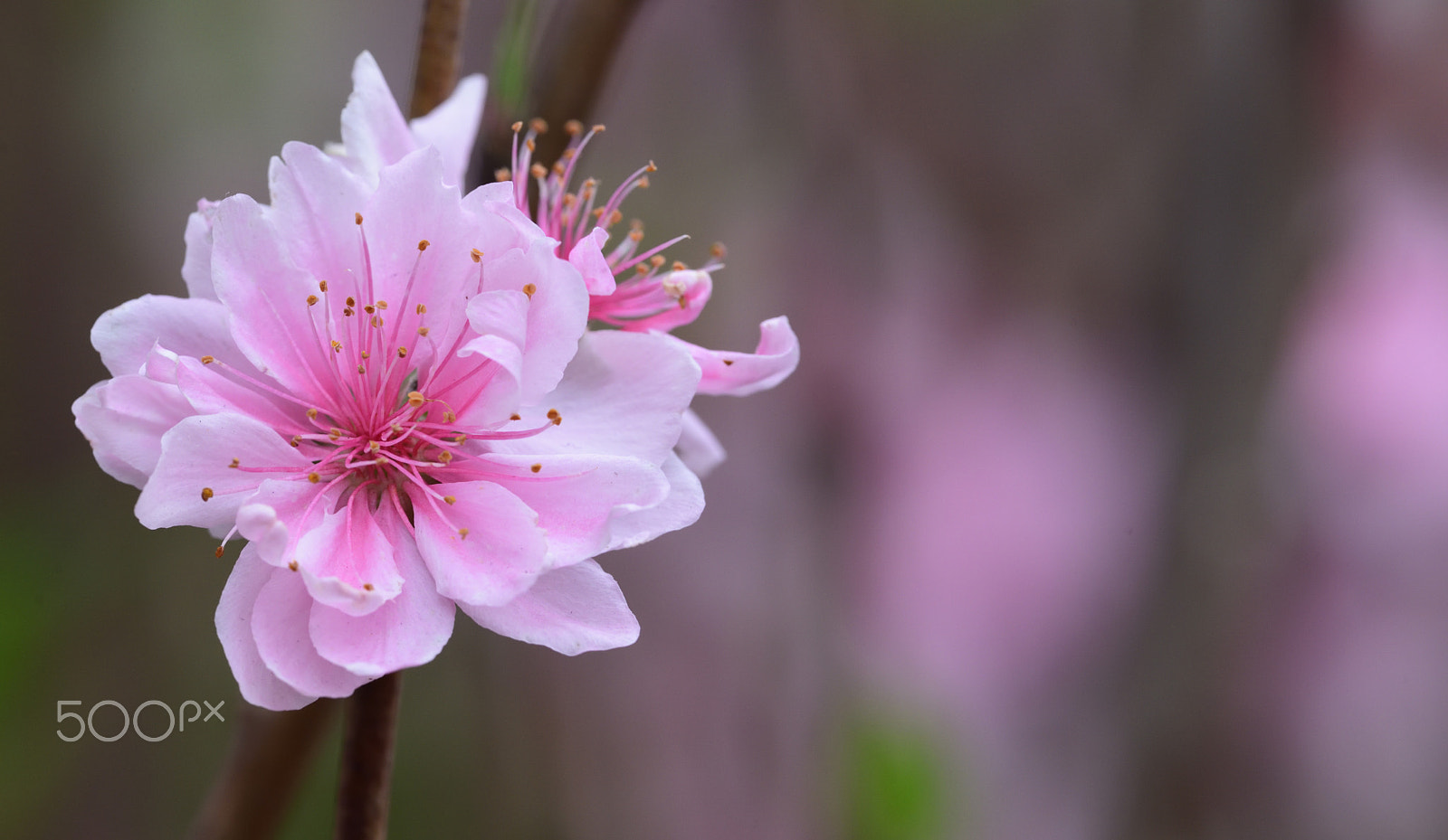 Nikon D810A sample photo. Flower photography