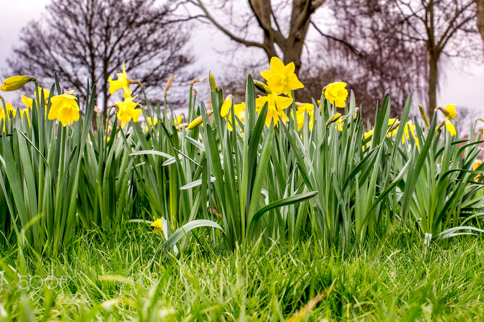 Nikon D7100 + Nikon AF Nikkor 35mm F2D sample photo. Edge of spring photography