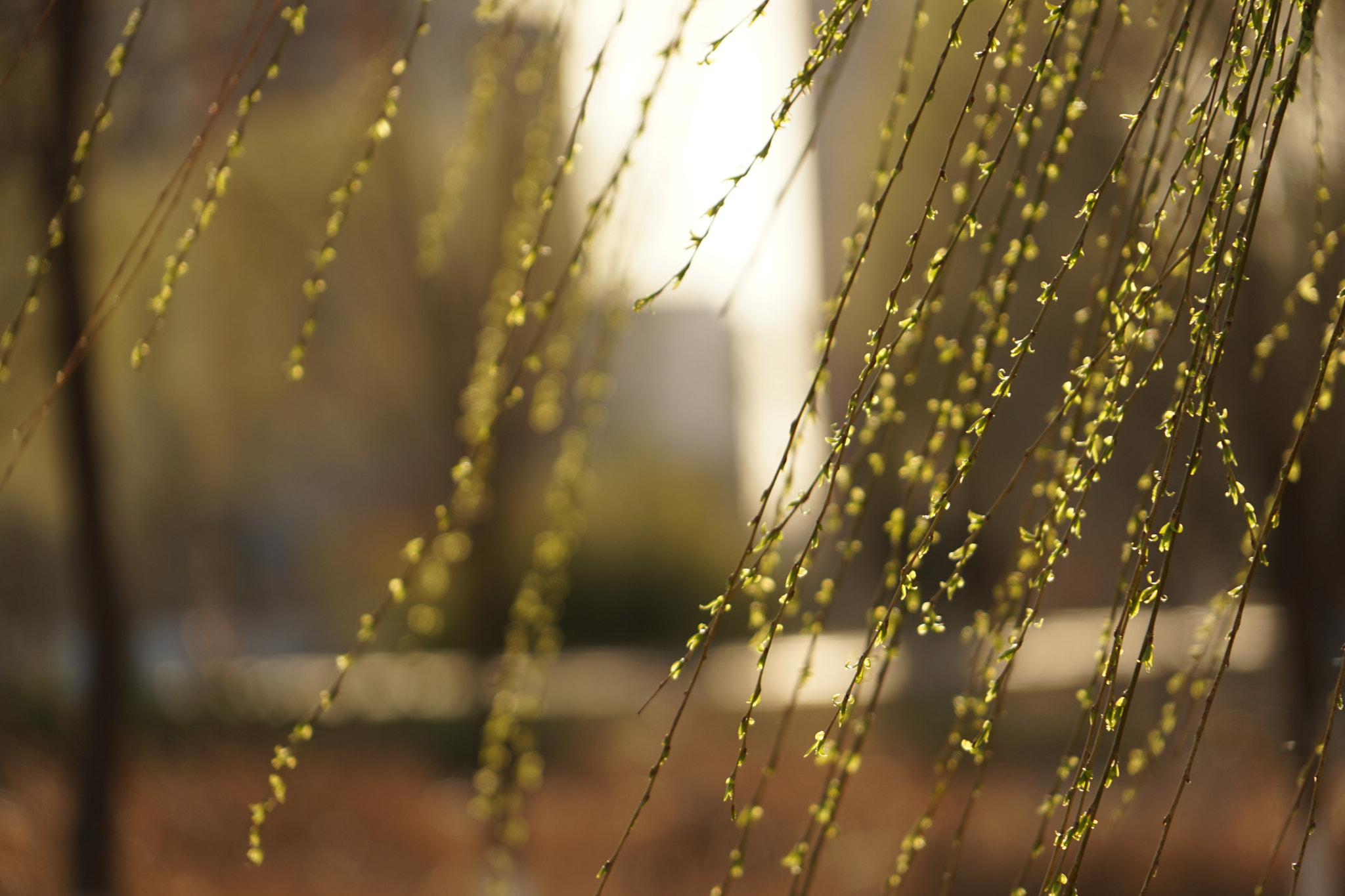 Sony FE 24-240mm F3.5-6.3 OSS sample photo. 万条垂下绿丝绦～ photography