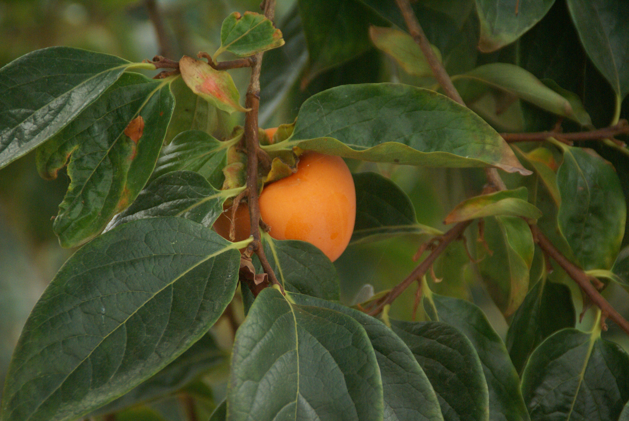 Sony DT 18-200mm F3.5-6.3 sample photo. Different photography