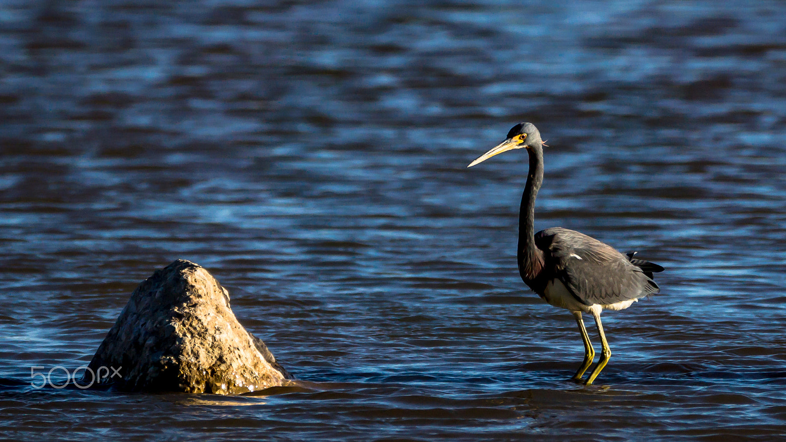 Sony SLT-A77 sample photo. A bird and a rock photography