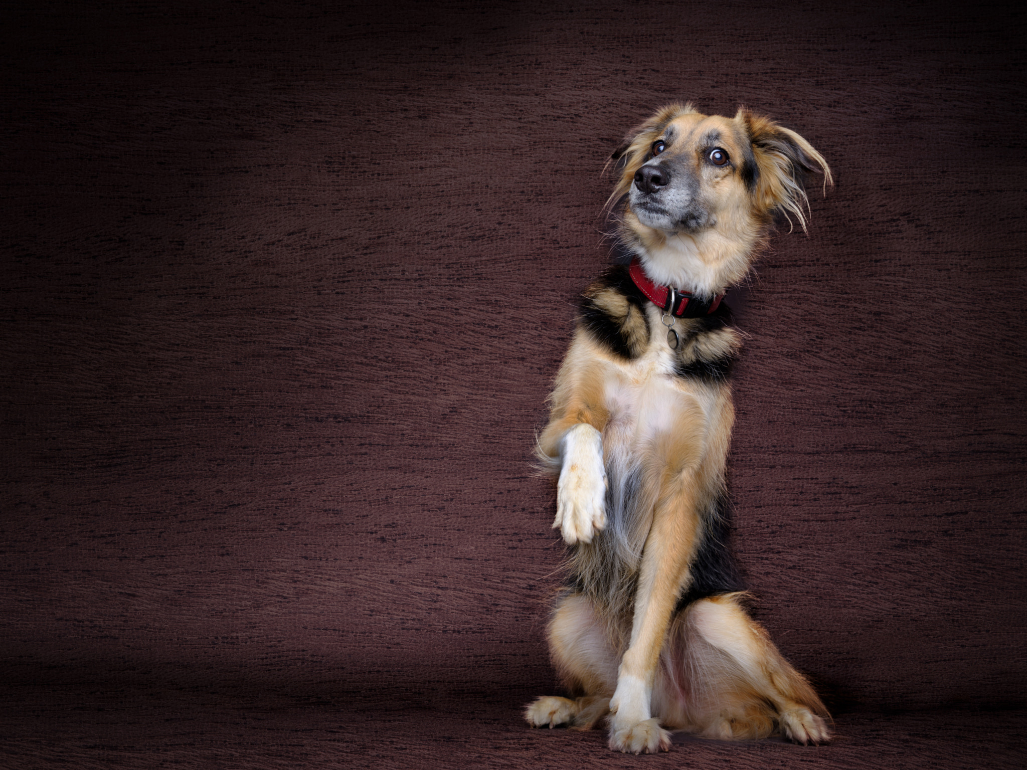 Fujifilm GF 32-64mm F4 R LM WR sample photo. Sassy zed photography