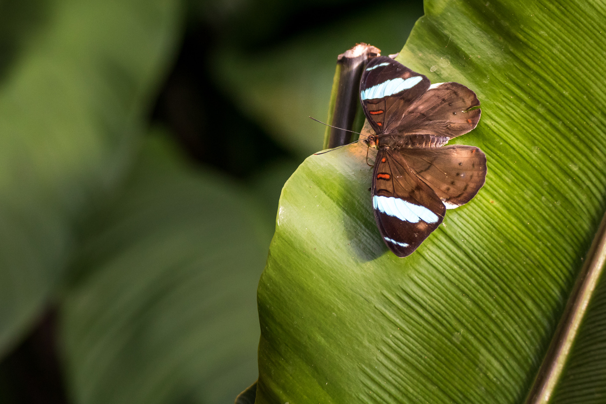 Canon EOS 750D (EOS Rebel T6i / EOS Kiss X8i) + Tamron SP 35mm F1.8 Di VC USD sample photo. Butterfly photography