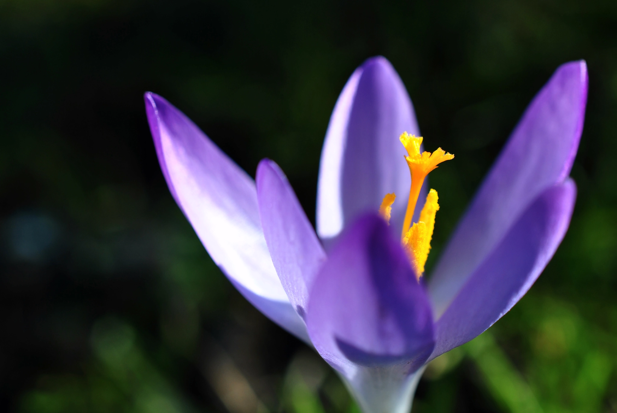 Nikon AF-S DX Micro Nikkor 40mm F2.8 sample photo. Fleureal photography