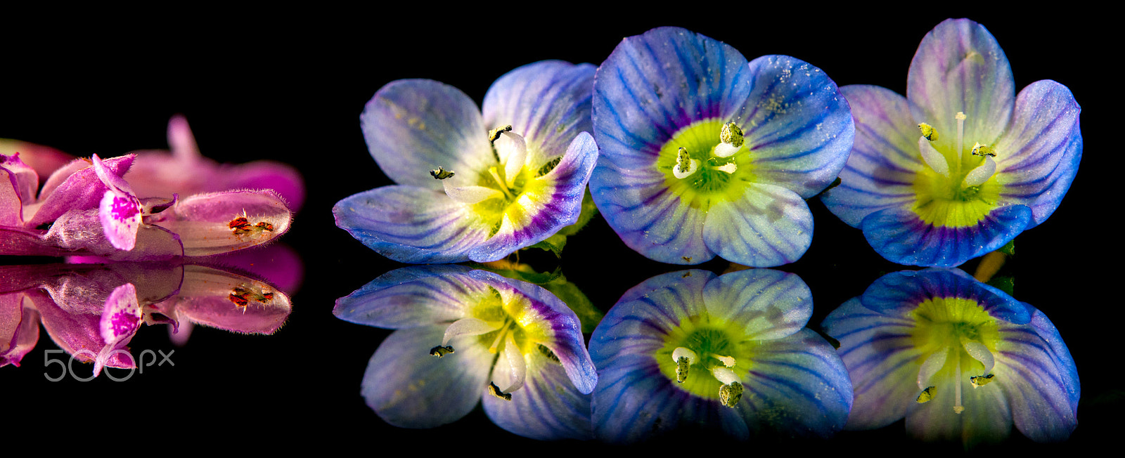 Nikon AF-S Micro-Nikkor 60mm F2.8G ED sample photo. Bright flowers 2 photography