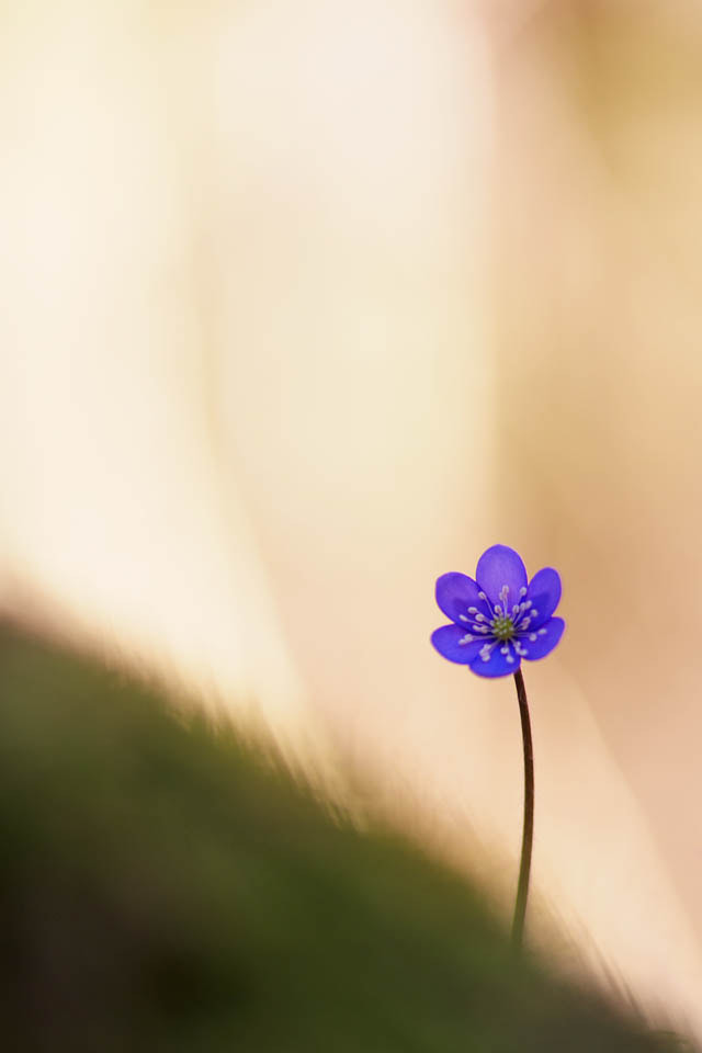 Nikon AF-S Micro-Nikkor 105mm F2.8G IF-ED VR sample photo. Alone photography
