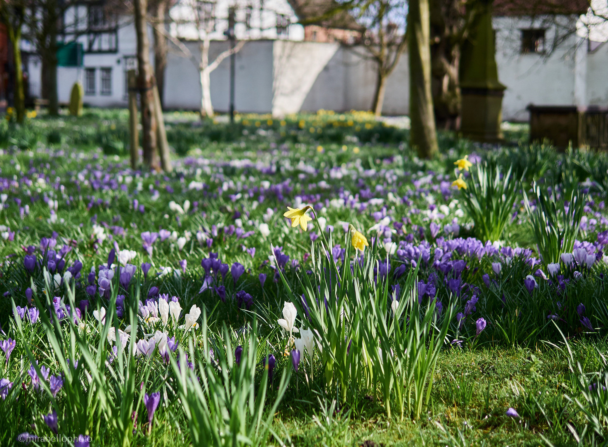 Olympus OM-D E-M5 + Panasonic LEICA DG SUMMILUX 25mm / F1.4 ASPH sample photo. Springtime - st. chad's churchyard photography