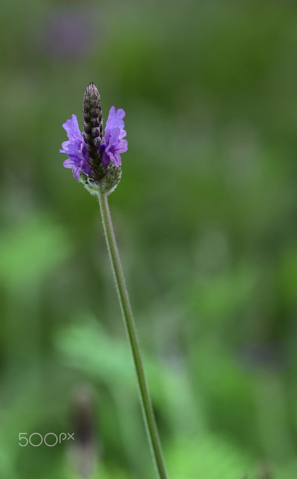 Nikon D810A sample photo. Flower photography