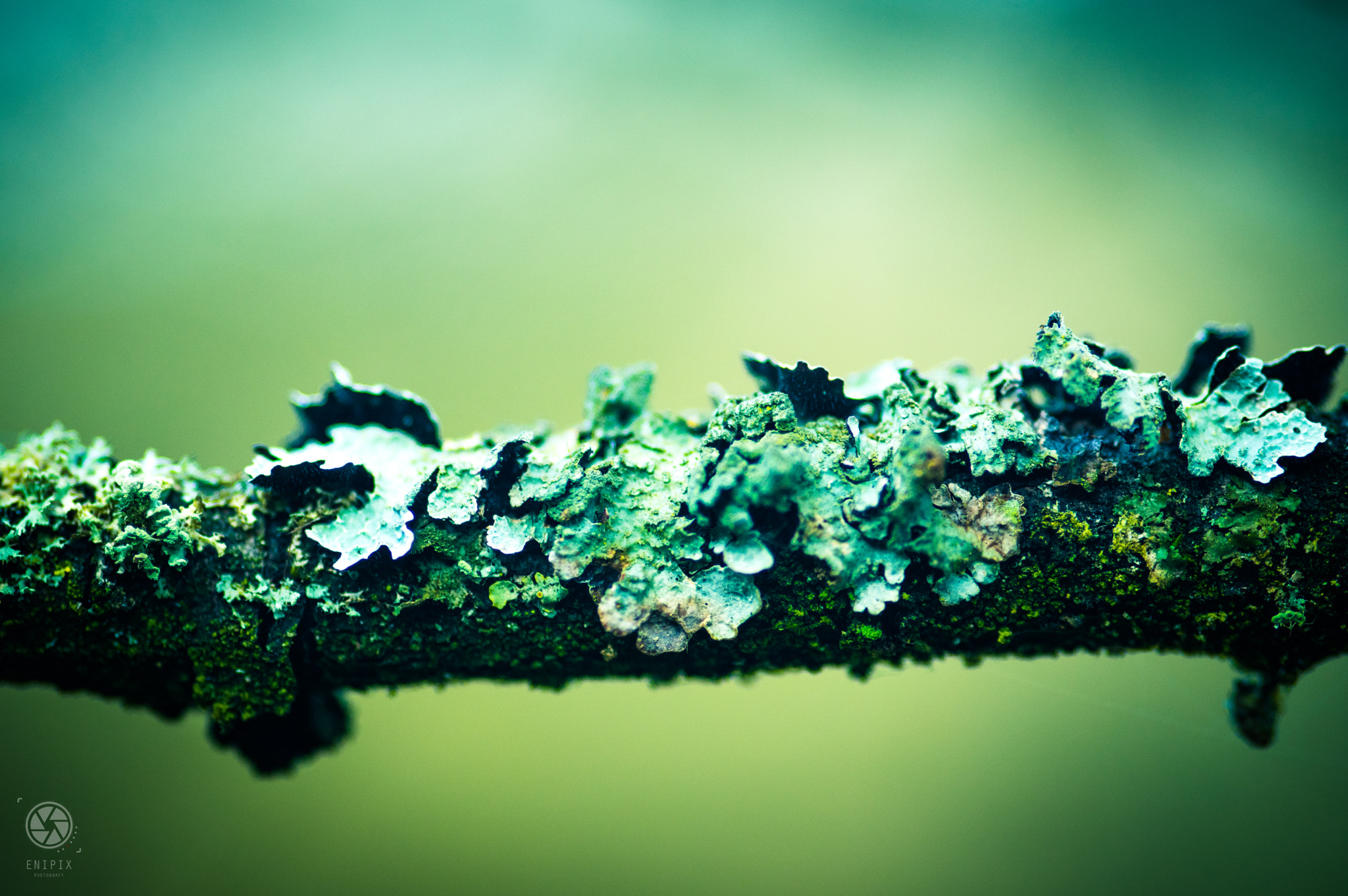 Pentax K-3 II sample photo. Lichen on wood photography