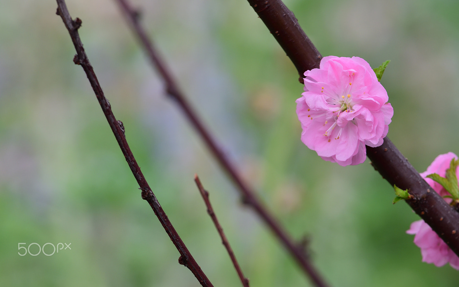 Nikon D810A sample photo. Flower photography