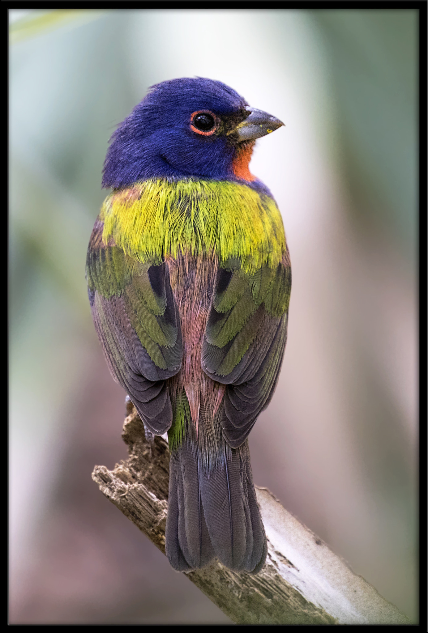 Canon EOS 7D Mark II + Canon EF 100-400mm F4.5-5.6L IS II USM sample photo. Painted bunting photography